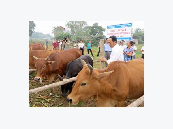 Chăn nuôi gia súc, gia cầm: Chọn đúng thế mạnh để gửi vàng xuất khẩu