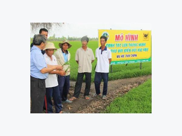 Biến nông dân thành chuyên gia trong canh tác lúa thông minh