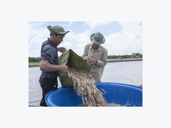 Gỡ khó cho doanh nghiệp thủy sản đồng bằng sông Cửu Long