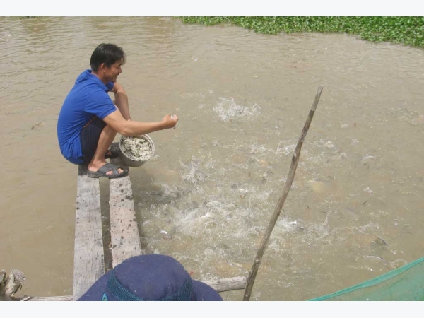 Làm giàu từ đa canh trên rốn lũ