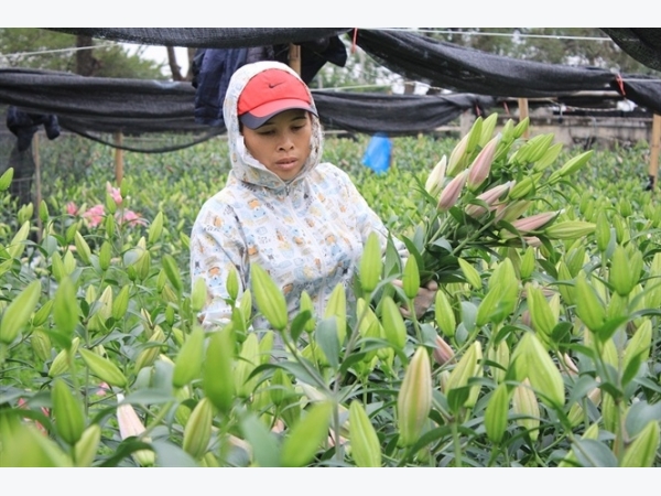 Nhóm giống hoa lily trồng phổ biến