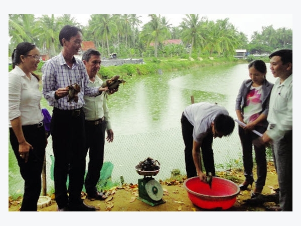 Bình Định: Khấm khá nhờ nuôi cua xanh thương phẩm