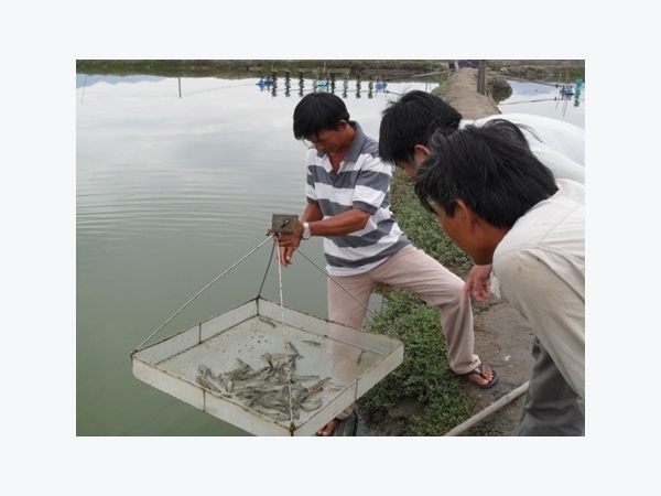 Kinh nghiệm chọn tôm giống và nâng cao tỷ lệ sống, tăng năng suất tôm nuôi