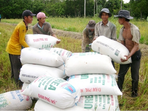 Làm lúa sạch lãi gấp đôi so với lúa truyền thống