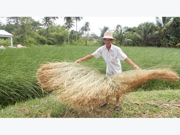 Bí quyết làm giàu: Trồng cây lác vùng nước mặn