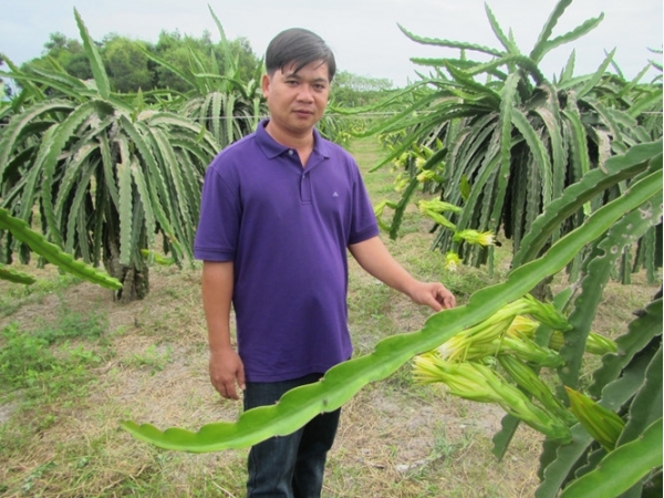 Bí quyết làm giàu: Trồng thanh long sạch