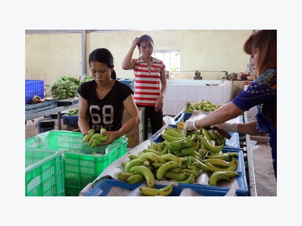 Làm giàu ở nông thôn: Chỉ trồng chuối thôi, anh Thành thành tỷ phú