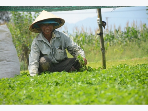 Hội Nông dân huyện tổ chức thăm quan mô hình trồng rau má tại xã Đồng Lợi