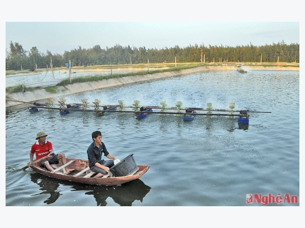 Nông dân thu tiền tỷ nhờ nuôi tôm trên cát