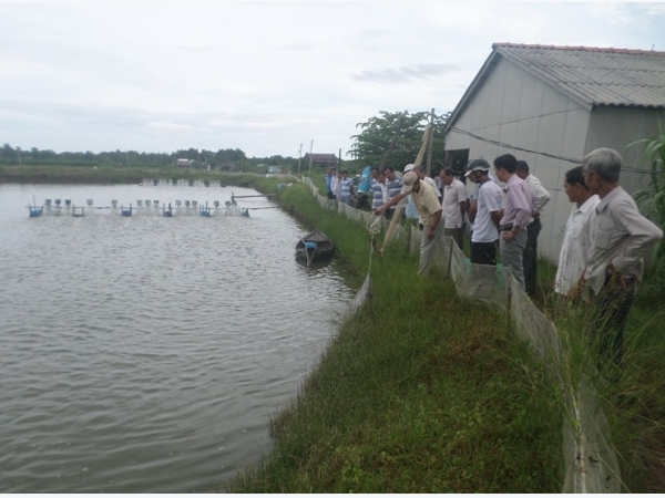 Trà Vinh: Nhân rộng mô hình nuôi tôm sú bán thâm canh