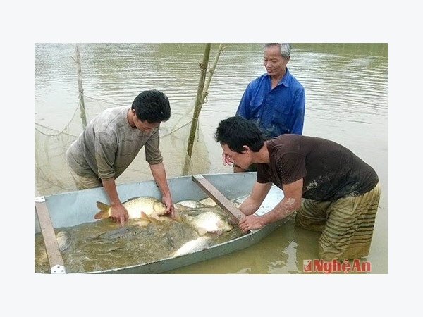 Nông dân thu lợi 'kép' từ nuôi cá ruộng lúa