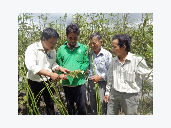 Nông dân làm giàu từ trồng đậu bắp thu bạc triệu mỗi ngày