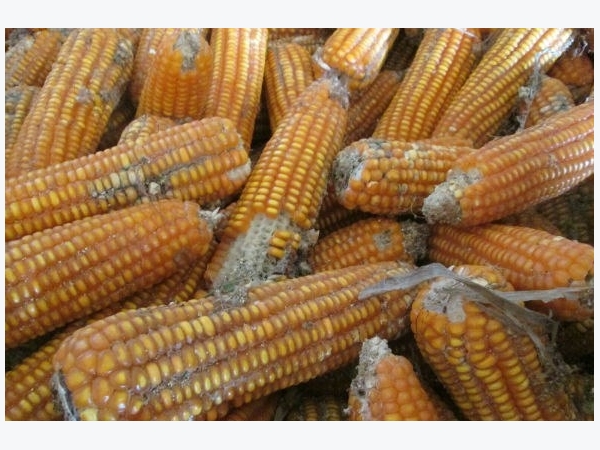 Trúng độc Aflatoxin trong thức ăn chăn nuôi