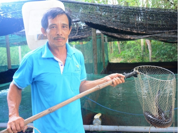 Lãi cao từ nuôi cá lóc trong ao lót bạt