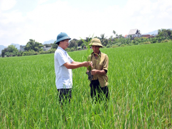 Bệnh lùn sọc đen có nguy cơ bùng phát, gây hại trên diện rộng