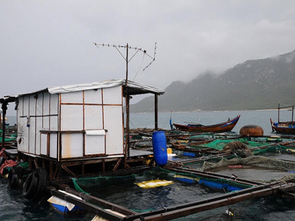 Băn khoăn cải tiến lồng nuôi tôm hùm