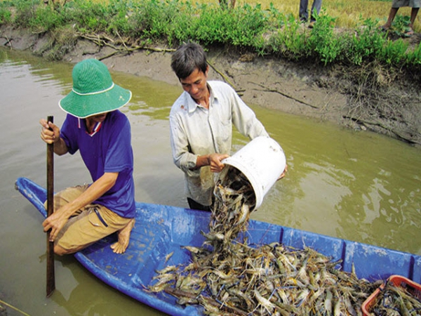 Cà Mau: Phát huy thế mạnh tôm sinh thái