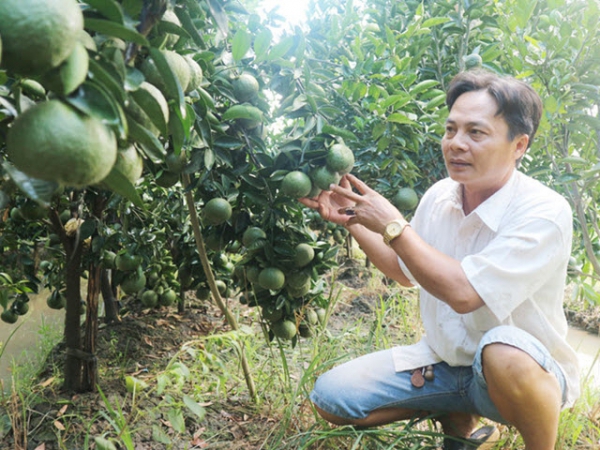 Bí quyết làm giàu: Trồng 6 công cam sành, lãi gần 600 triệu đồng