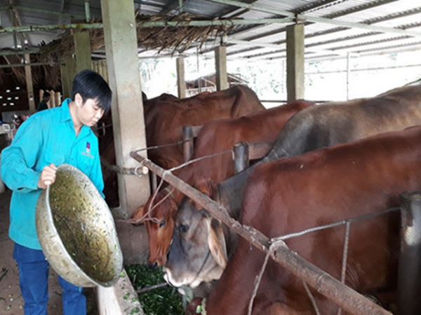 Trở thành 'triệu phú' từ mô hình nuôi bò khép kín