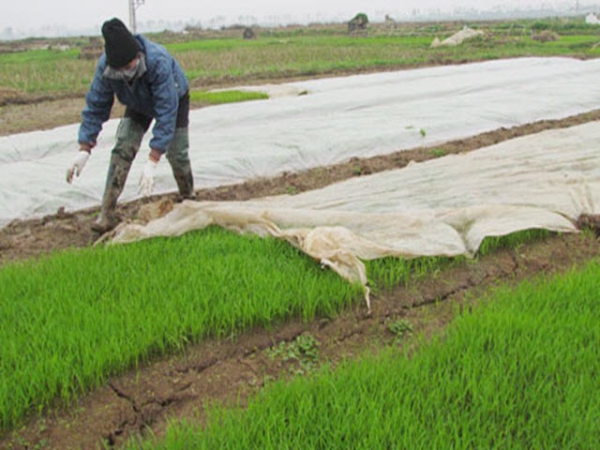 Chống rét cho mạ xuân