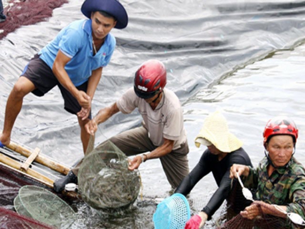 Nuôi tôm công nghệ cao, mỗi héc-ta lãi 3 tỷ đồng