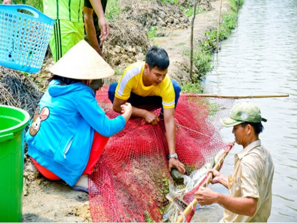 Nuôi cá lóc bông cho thu nhập khá