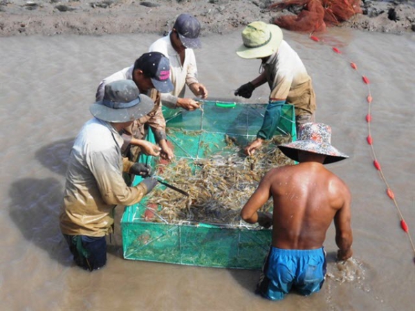 Nuôi tôm càng xanh bẻ càng tại Trà Vinh