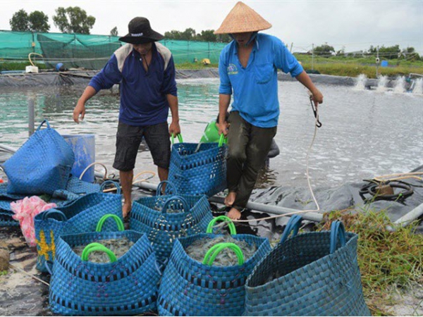 Xuất khẩu tôm sang thị trường Trung Quốc tăng mạnh tại Cà Mau