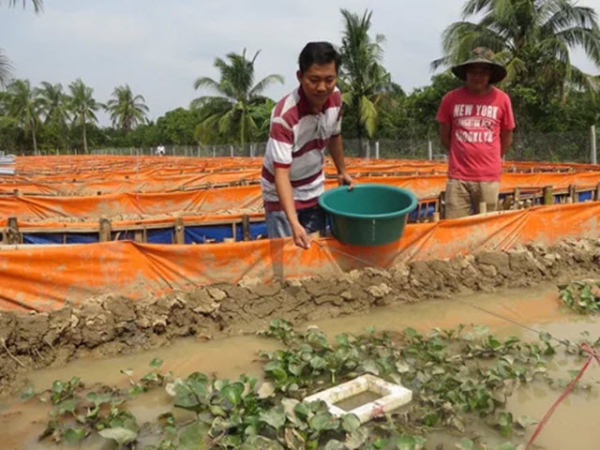 Những lưu ý phòng bệnh khi nuôi lươn