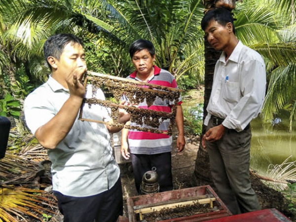 Tiềm năng phát triển nghề nuôi ong lấy mật