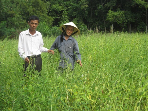 Mè - cây trồng chống hạn phù hợp trên đất cát