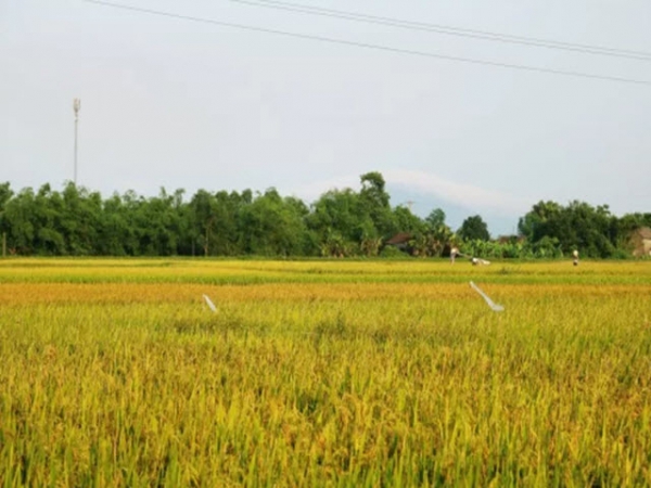 Lưu ý về bệnh đạo ôn, sâu cuốn lá trên lúa