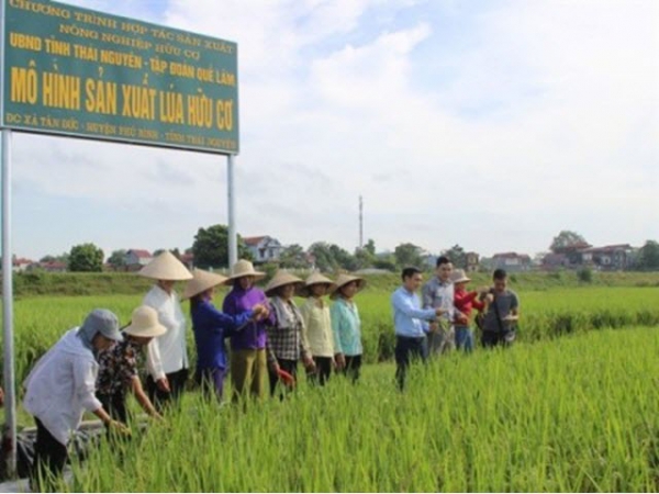 Yêu cầu về kỹ thuật sản xuất lúa hữu cơ