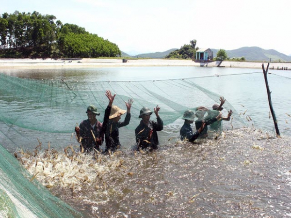 Xử lý môi trường nuôi tôm siêu thâm canh