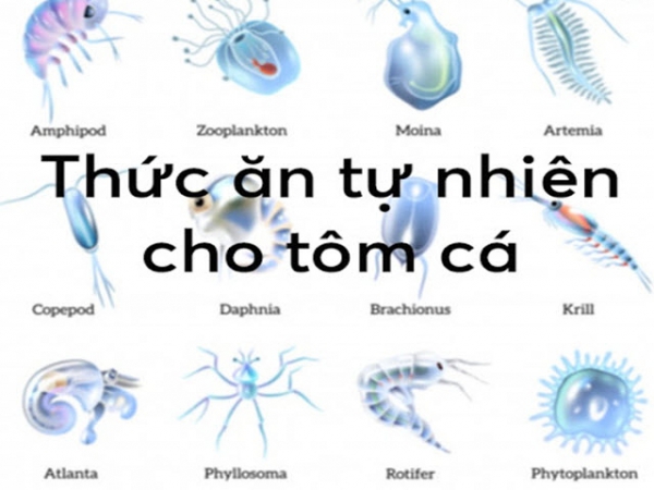 Các nguồn carotenoid tự nhiên cho cá hồi và tôm