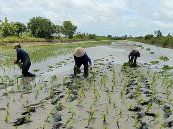 Kỳ vọng vụ lúa - tôm vụ mùa 2021 - 2022