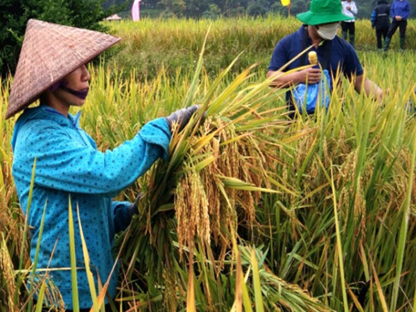 Đông Nam bộ tăng mạnh lúa đông xuân 2021-2022