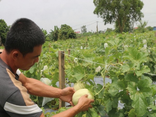 Trồng dưa hữu cơ, giá đắt nhưng lúc nào cũng 'cháy hàng'