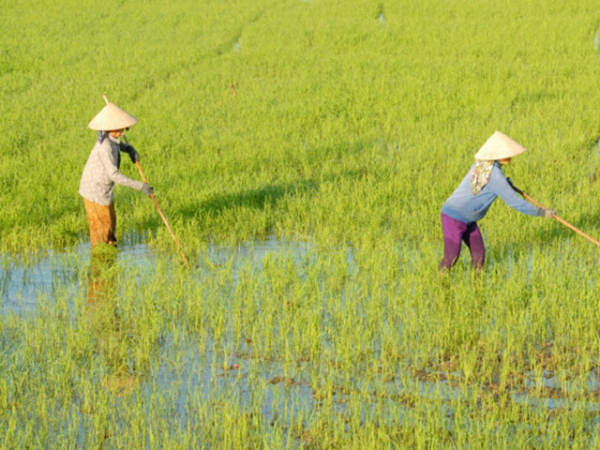 Có cách bón hợp lý, giảm phân bón sẽ vẫn đảm bảo năng suất lúa