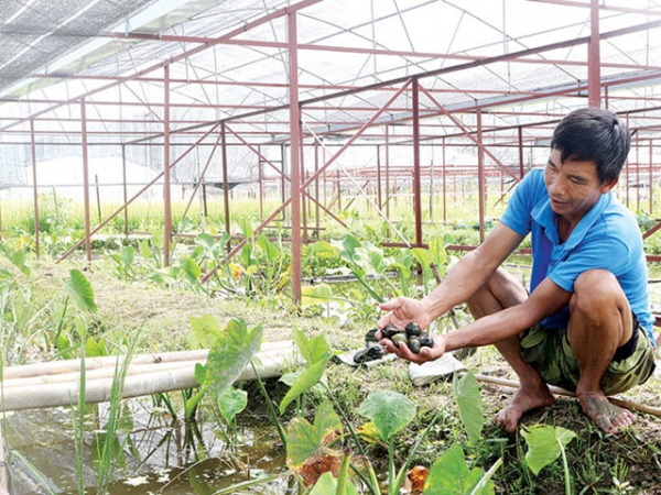 Quản lý, chăm sóc ốc nhồi thương phẩm