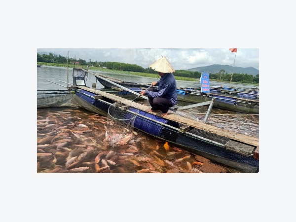 Làm giàu từ nuôi loài cá toàn thân màu hồng