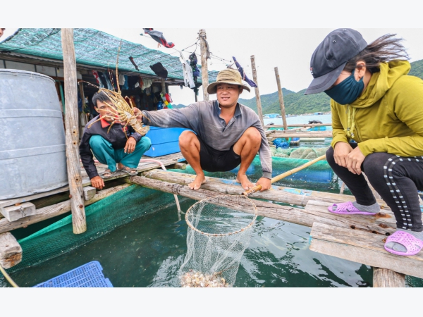 Hai hình ảnh trái ngược ở thủ phủ nuôi tôm hùm của Khánh Hòa