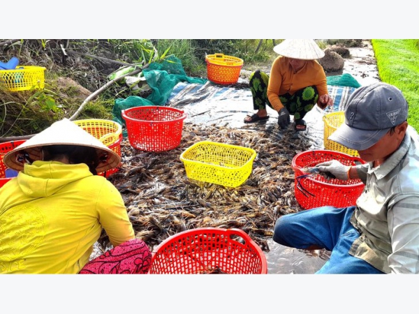 Giá tôm tăng trở lại, nông dân không còn hàng