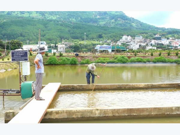 Công nghệ sông trong ao giúp nuôi cá tầm giảm phụ thuộc nước đầu nguồn