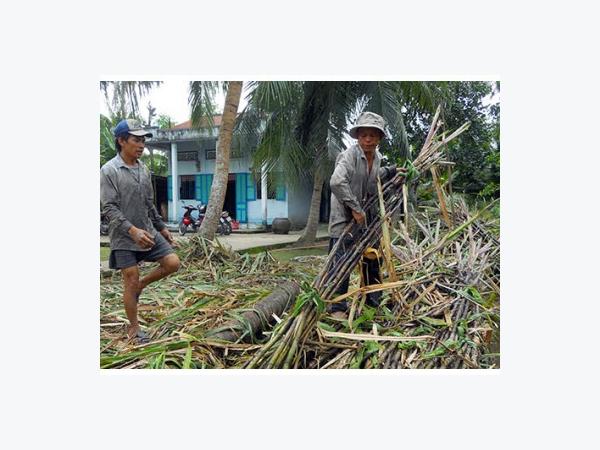 Giá Tăng, Nông Dân Hết Mía Ở Hậu Giang