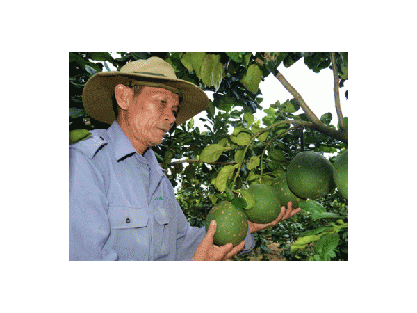 Bưởi tết khan hàng, giá tăng cao