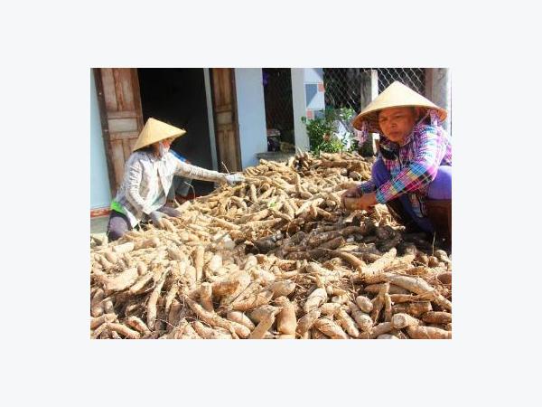 Sắn giảm giá mạnh còn 800 đồng/kg, nông dân thua lỗ