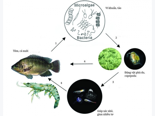 Công nghệ nuôi tôm Copefloc giúp nông dân tăng năng suất