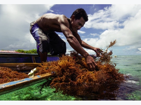 Philippines quan tâm nghề rong biển