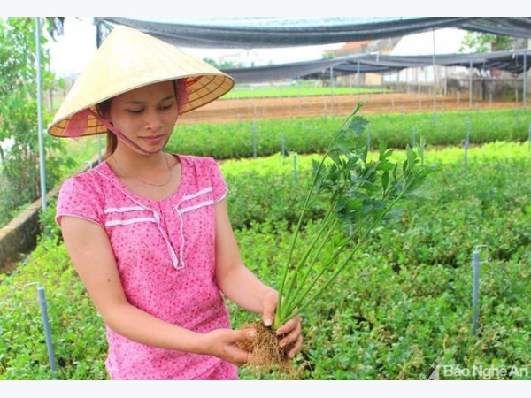 Trồng rau cần khô trong nhà lưới cho thu nhập cao